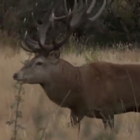 Athina Sporting Red Stag Hunt Video