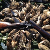 Romania Quail Shooting