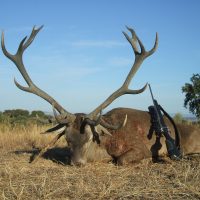 Portugal Red Deer
