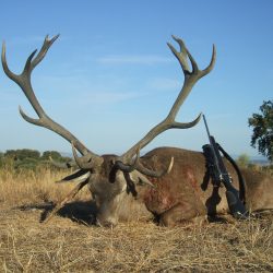 Portugal Red Deer
