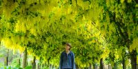 Nicky Bradford of the Kincardine Estate, Kincardine O'Neil, Aerdeenshire, walks under her row of flowering  laburnum trees- thought to be one of the longest in Scotland. The laburnum trees have flowered three weeks earlier than expected on the estate, due to the warm winter, meaning their bloom could have passed when the garden opens it's doors to the public later this month.04/06/2014