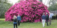 Rhododendron - Amec team